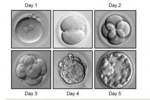 Day 3 embryos vs Day 5 embryos: which have more success for IVF?