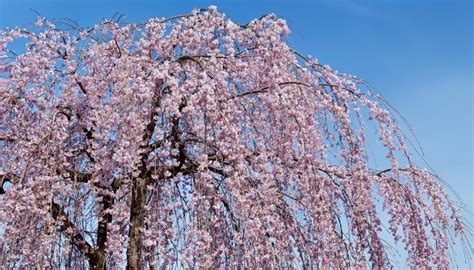 12 Gorgeous Weeping Cherry Tree Varieties for Your Landscape - Rennie ...