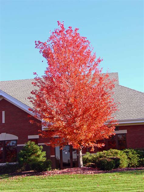 Red Maple “The Native” | Gardening Whisperer