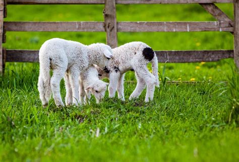 Cute Little Lambs Playing in Green Spring Meadow Stock Photo - Image of ...