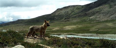 ECR feature: Himalayan wolves with Geraldine Werhahn – Journal of ...