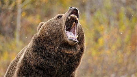 Petition Aiming to Stop Delisting of Yellowstone Grizzly Growing Huge Like a Bear - EnviroNews ...