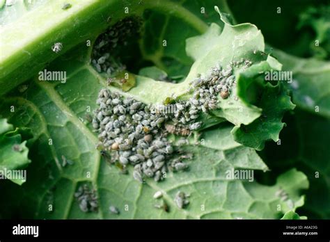 CABBAGE APHIDS BREVICORYNE BRASSICAE ON CABBAGE LEAF Stock Photo: 11509827 - Alamy