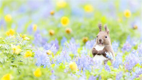 Spring Animals Desktop Wallpapers - Wallpaper Cave