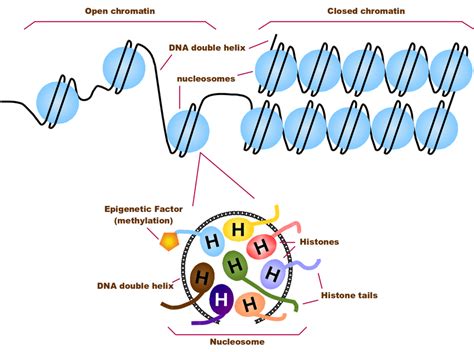 DNA packaged by the chromatin in eukaryotic cells (top) and an ...