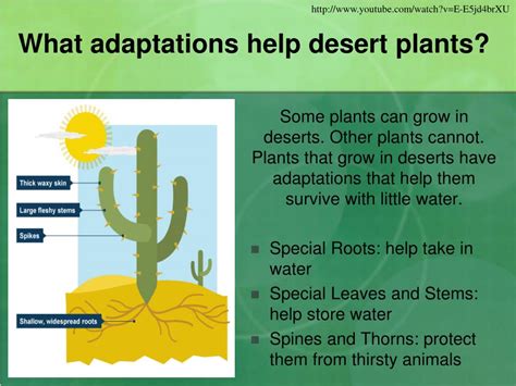 PPT - Habitats and Adaptations PowerPoint Presentation, free download - ID:2086289