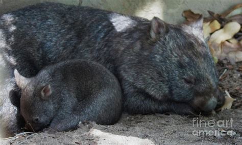 Mother and Baby Wombat Photograph by Cassandra Buckley