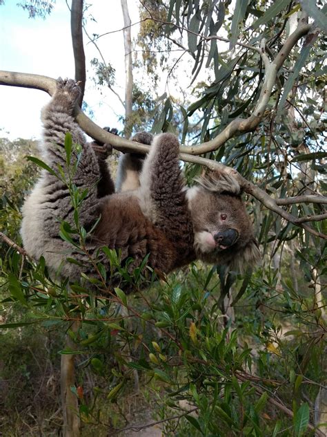 The koala was a victim of prehistoric climate change | Ecography