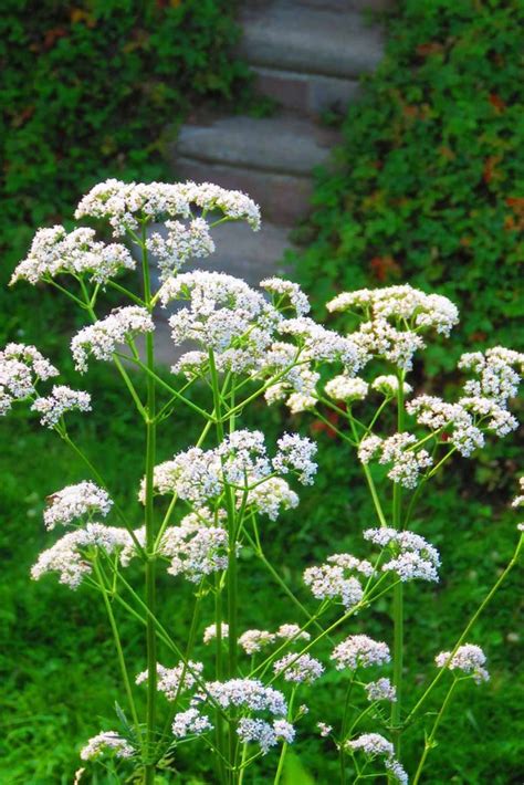 The Best Companion Plants for Parsnips | Gardener’s Path