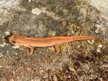 British amphibians: Palmate Newt | Wildlife Insight