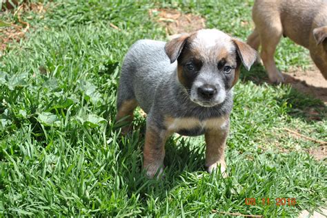 Heeler x puppies - Medium Female Red Heeler Mix Dog in VIC - PetRescue