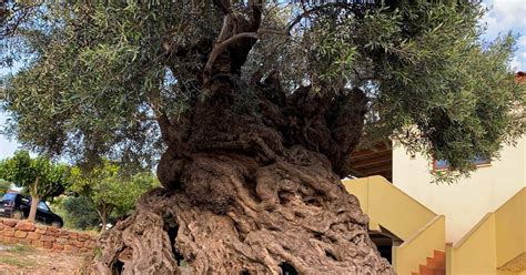 The World’s Oldest Living Olive Tree is on Crete