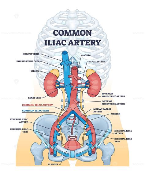 Common iliac artery as aorta towards the pelvic region outline diagram ...