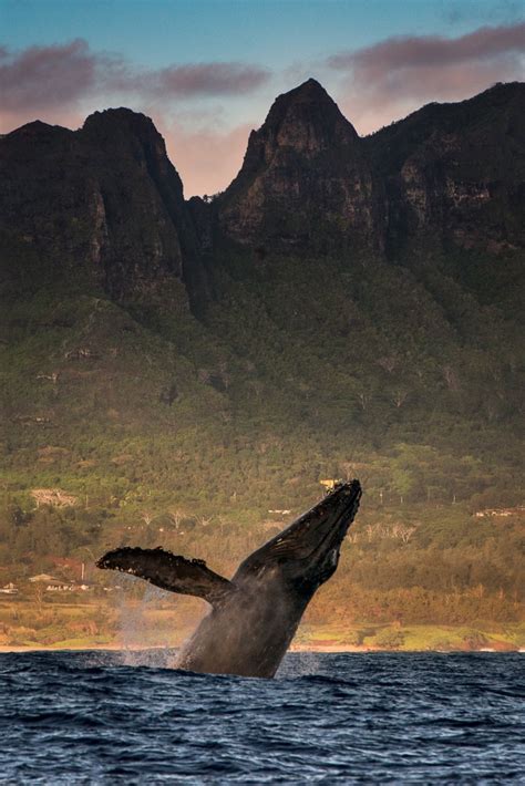 Humpback Whale breach at mountain | George Karbus Photography