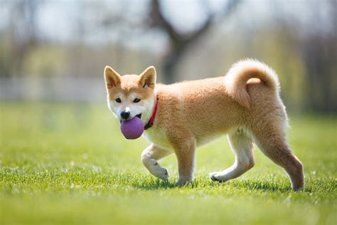 4 Things to Consider Before Getting a Shiba Inu Dog - MyStart