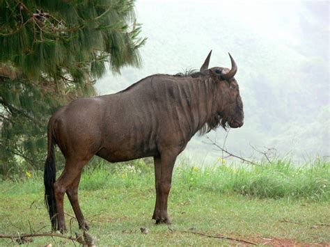 Free Images : work, landscape, wildlife, herd, africa, child, savanna, tanzania, safari, drought ...