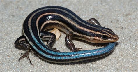 Are Skinks Poisonous or Dangerous? - A-Z Animals