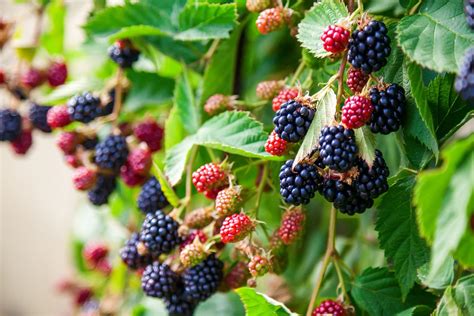 An Expert Guide to Planting Blackberry Bushes | by Lindsay Olin ...