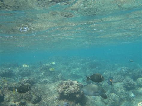 Snorkeling at Sealodge Beach in Kauai | Kauai, Snorkeling, Favorite places