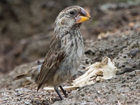 Großschnabel-Grundfink - eBird