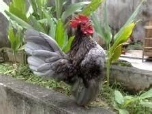 Gambar Ayam Serama Kate Mini Jantan dan Anaknya | Tips Petani