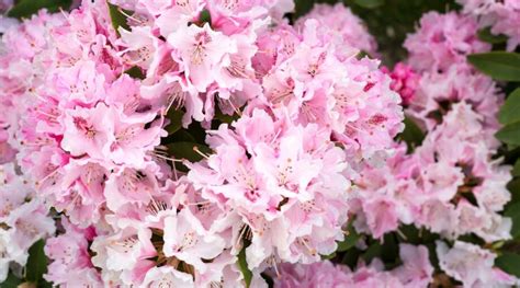 15 Dwarf Azalea Varieties For Compact Planting Spaces