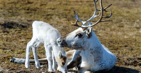 Why Do Female Reindeer Have Antlers? - IMP WORLD