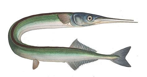 Needlefish - Everything About the Mysterious Resident of the Ocean - Learn About Nature