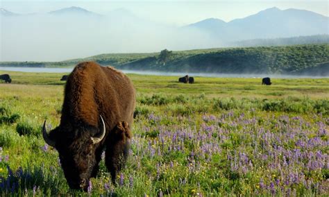 The Best of West Yellowstone - Yellowstone National Park Vacation Packages - AllTrips