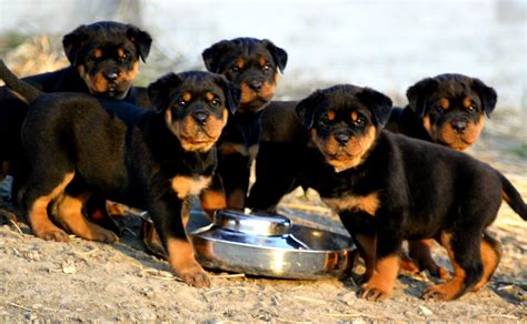 Rottweiler Puppies For Sale now : Biological Science Picture Directory ...