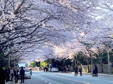 Korea in Photos: Marine City's Blooming Cherry Blossoms