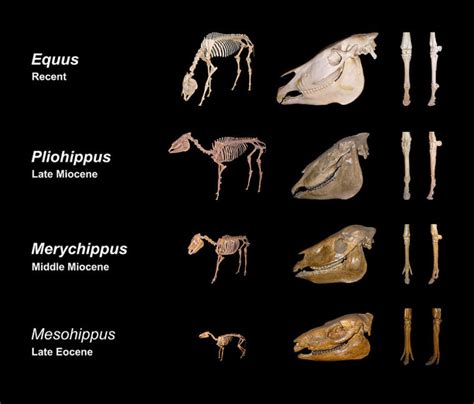 What should Christians make of Horse Diversification from a Multi-Toed Ancestor? • New Creation Blog