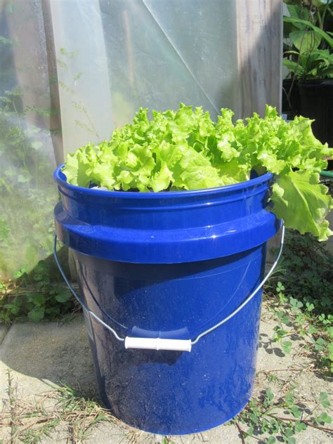 Hydroponic Bucket Garden | Gardening in the Panhandle