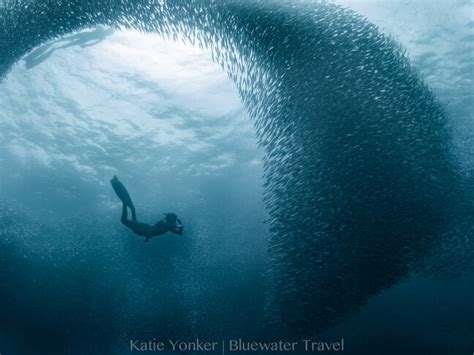 Diving In Cebu December | Kids Matttroy