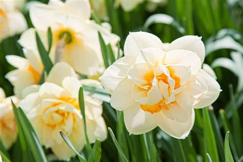 Daffodil Colors - More Than Just Yellow