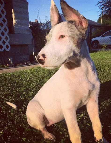 7 Bull Terrier Mixes That Will Make You Scream "I WANT ONE" | PetPress