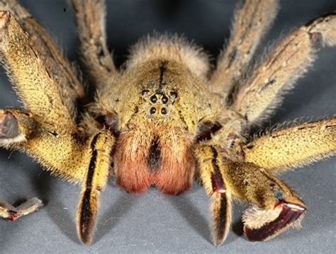 Did 'Deadly' Spider Eggs Really Hitch a Ride on Imported Bananas? | Live Science