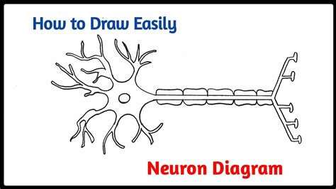 Simple Neuron Diagram