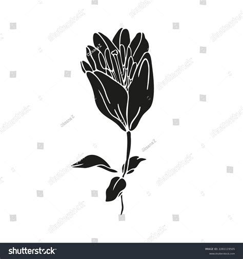 Lily Flower Hand Drawn Silhouette Design Stock Vector (Royalty Free ...