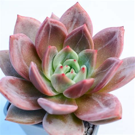 Echeveria 'Pink Champagne' - Surreal Succulents