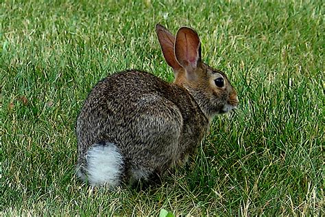 All about the Eastern Cottontail Rabbit | Welcome Wildlife