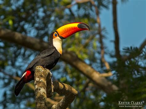 Toco Toucan - Kester Clarke Wildlife Photography