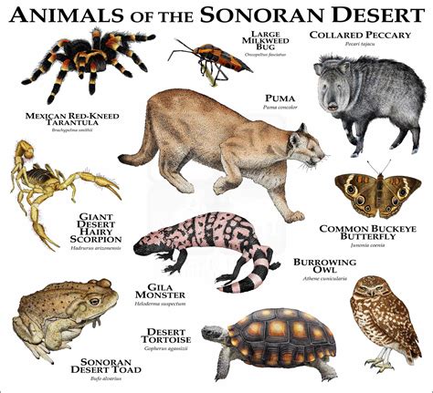 Sonoran Desert Plants And Animals