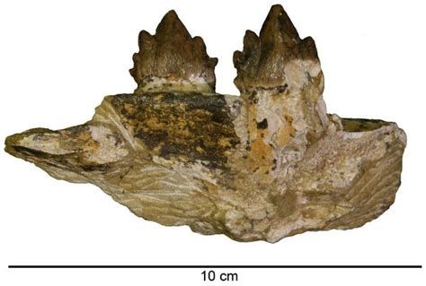 Ancient Whale Fossils Unearthed by Road Construction | Whale species ...