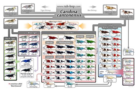 File:Caridina cantonensis family tree.jpg - Wiki