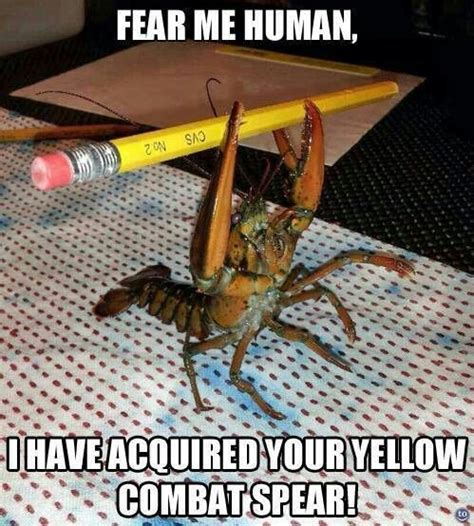 Fear the crabs | Funny animal memes, Funny animal pictures, Cute funny ...