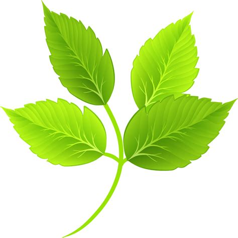 Leaf Green Cartoon - Cartoon green leaves png download - 1001*1001 - Free Transparent Leaf png ...