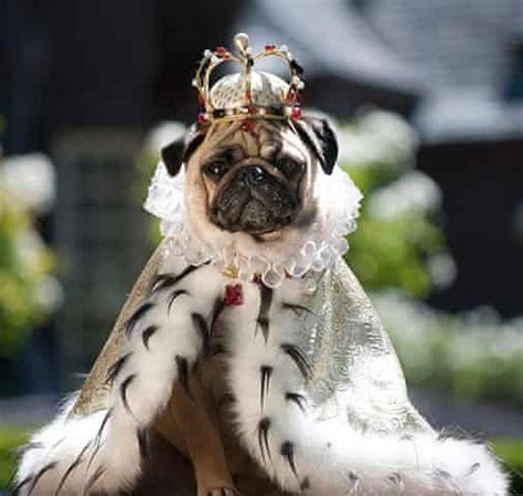 pugs in costume: Crazy Pugs #pugpuppies | Pugs in costume, Pet costumes, Cute pugs