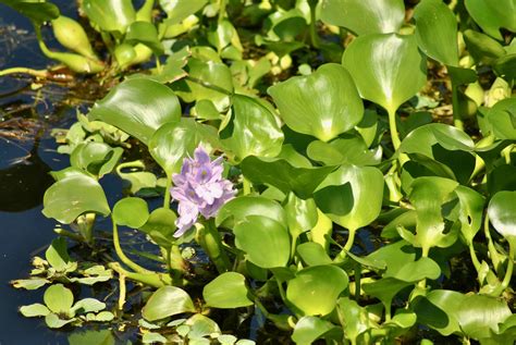 Water Hyacinth