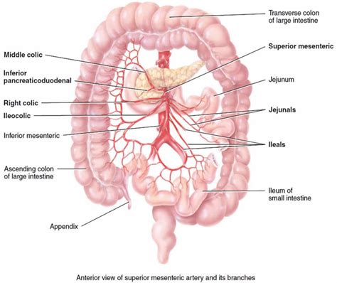 Mesenteric artery anatomy, function, branches & mesenteric artery ischemia